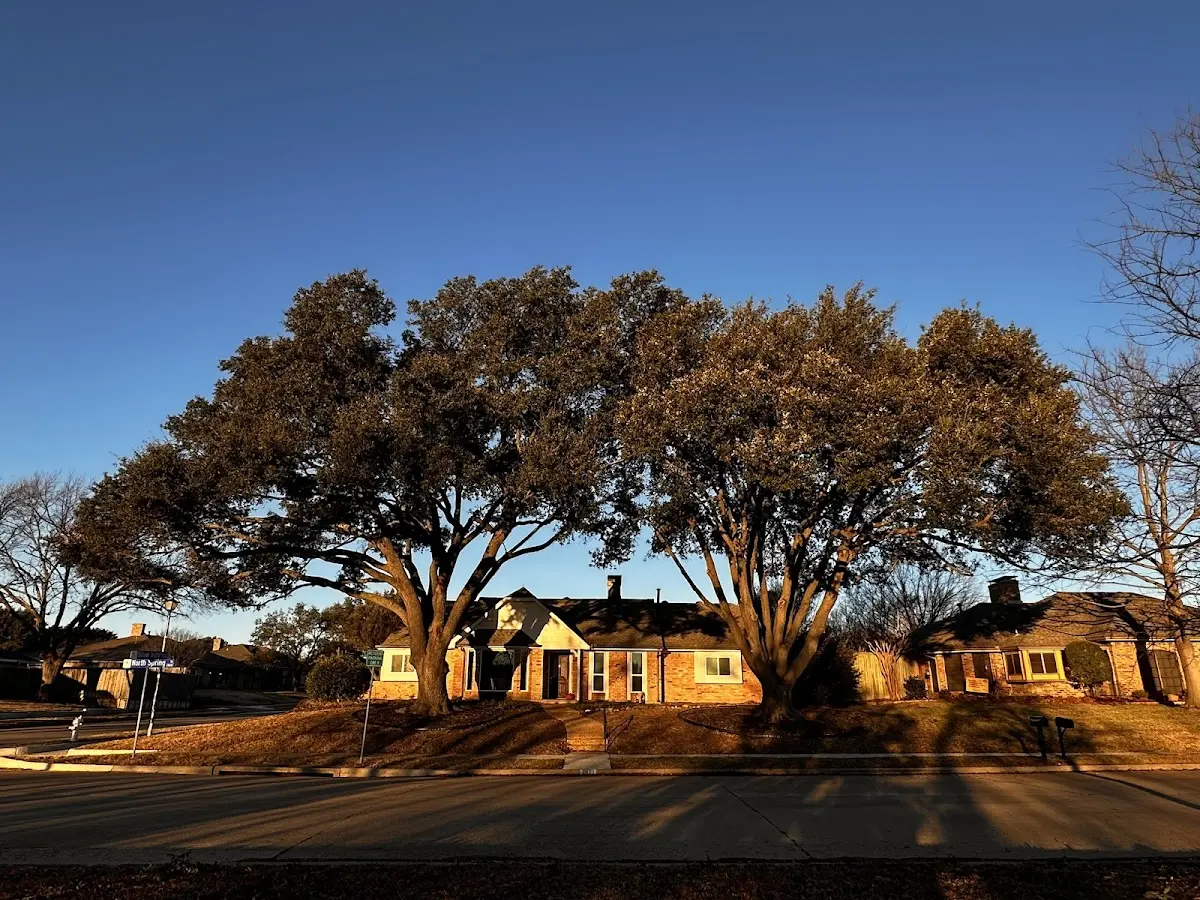 Established residential canopy tree shading a home in Clark